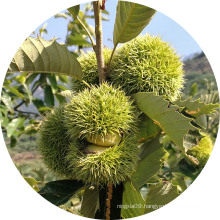 New Crop Chinese Chestnuts s--Organic Fresh Chestnut for sale